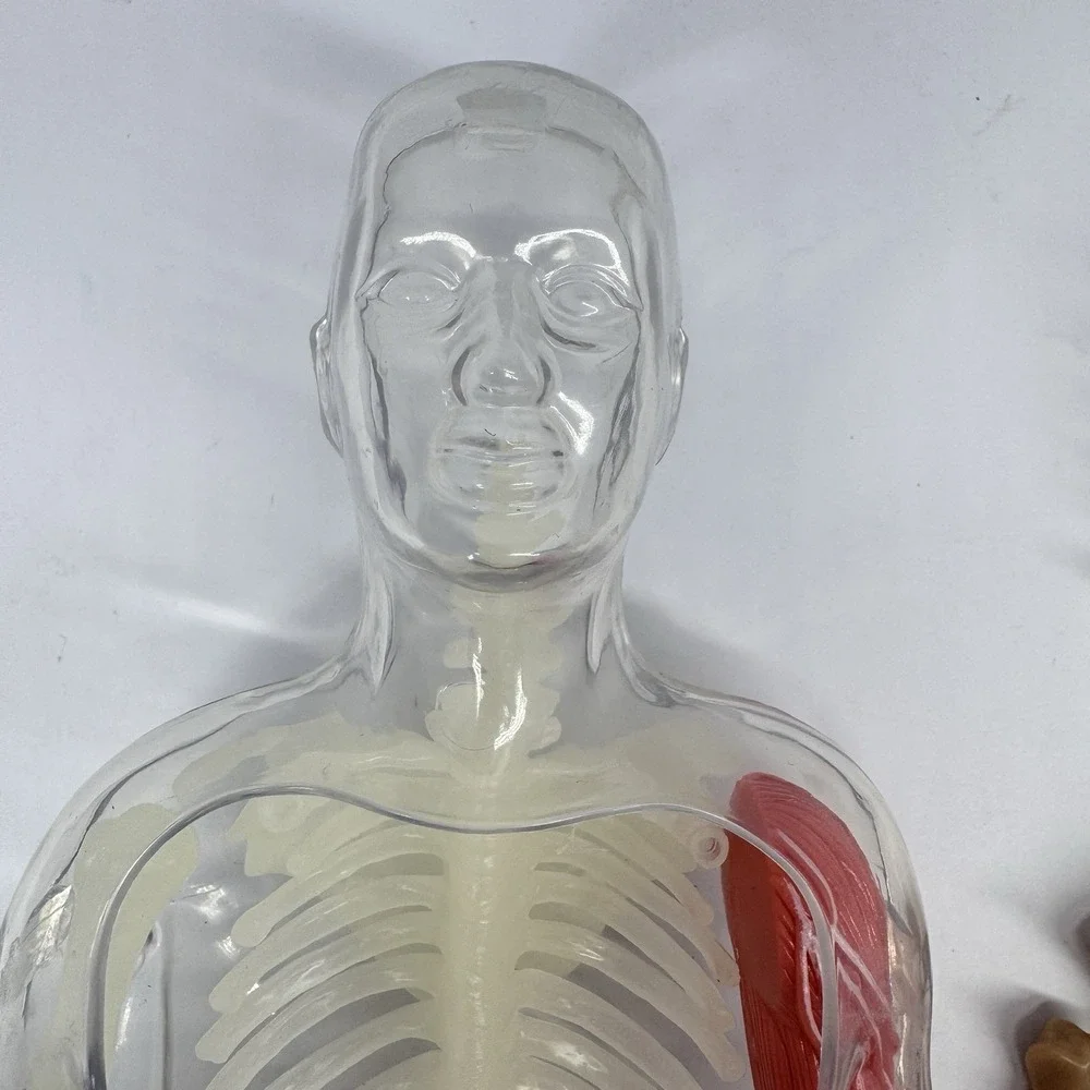 Human Anatomy Model‎ Figure Removable Organs Educational Toy Parts Incomplete